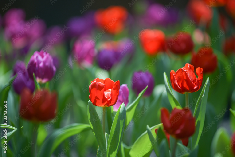 The softness and brightness of red tulips blooming in a garden tulip field with blurred background and soft sunlight. For landscape flower posters, wallpaper or holiday cards. Spring flowers of the li