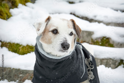A small dog Jack Russell Terrier in overalls on a background of white snow. Portrait of a funny dog dressed in a suit, close-up. Keep pets away from hypothermia. Clothes for dogs. copyright.
