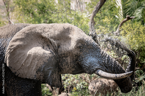An elephant is cooling down in the Pilansberg nature reserve by spraying water and mud over himself.