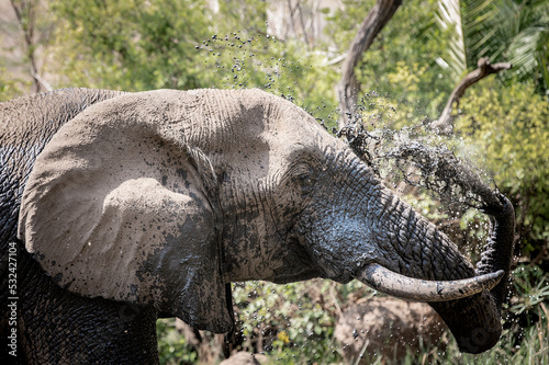 Photography An elephant is cooling down in the Pilansberg nature reserve by spraying water and mud over himself