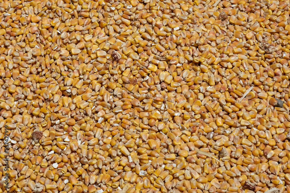 Close up of corn seeds can be use as background. Food texture, pattern.
Unopened popcorn, surface background. Close up of corn seeds can be use as background. Food texture, pattern.
Unopened popcorn, surface background.