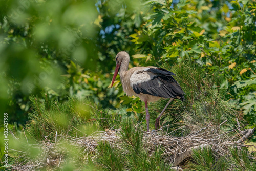 Female White Stork (Ciconia ciconia) waiting for her young in the nest