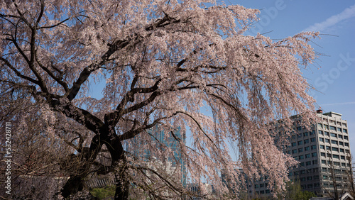 Fotografija weeping cherry with many cherry blossom petals