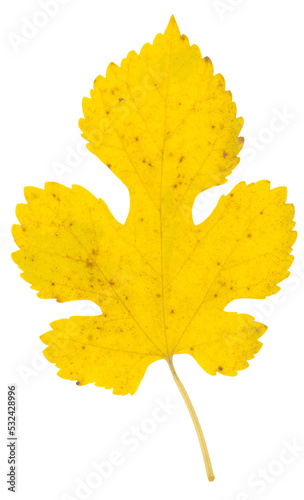 Fall yellow mulberry leaf close up