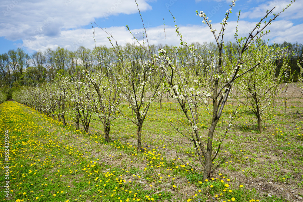 Young apple orchard garden in springtime with beautiful field of blooming dandelions.