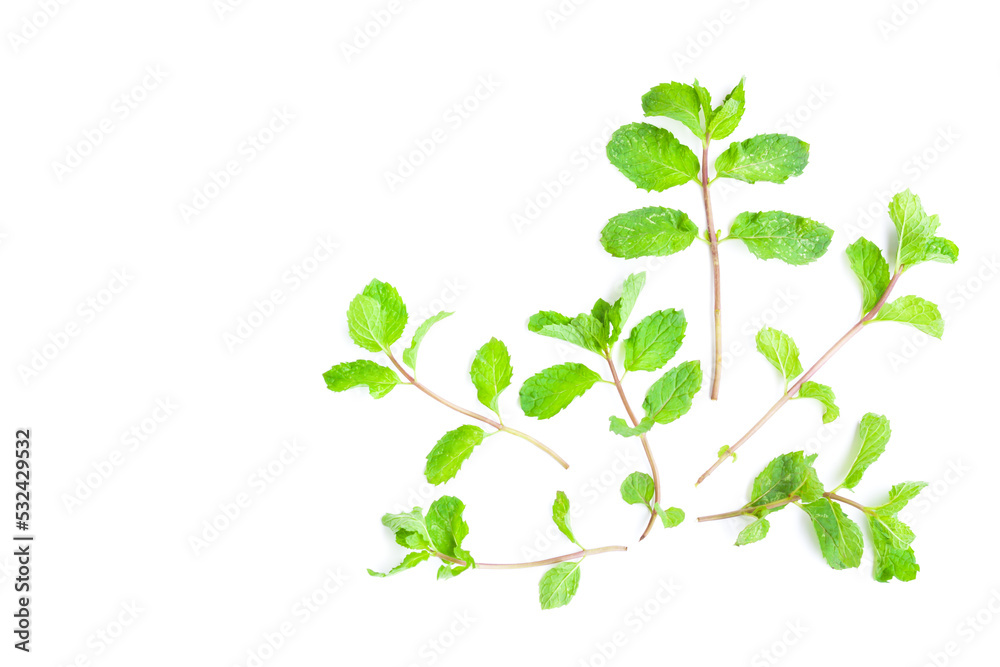 Peppermint or Mentha x piperita on white background, Organic vegetables, Herbal plant, Food ingredient Peppermint or Mentha x piperita on white background, Organic vegetables, Herbal plant, Food ingredient