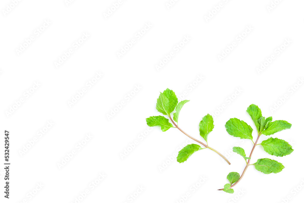 Obraz premium Peppermint or Mentha x piperita on white background, Organic vegetables, Herbal plant, Food ingredient