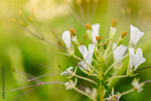 Wild spider flower, Spider weed, Spider Flower