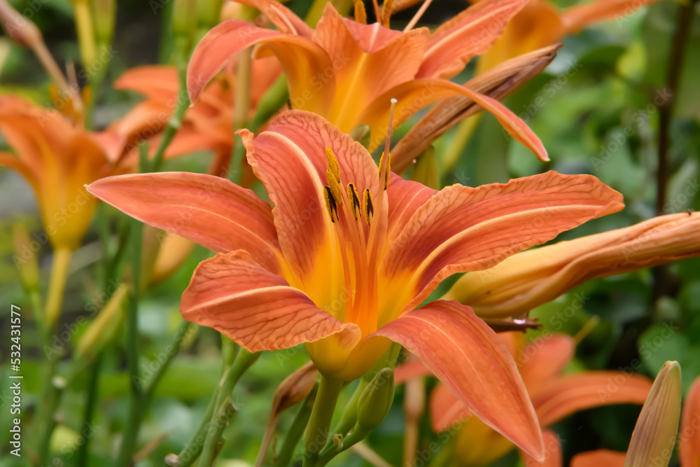 Liliowiec rdzawy Hemerocallis fulva kwitnący w przydomowym ogrodzie na zielonym tle Liliowiec rdzawy Hemerocallis fulva kwitnący w przydomowym ogrodzie na zielonym tle