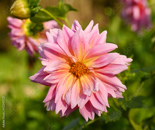 Beautiful close-up of a decorative dahlia