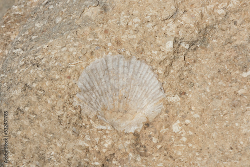 Fossil of sea shell buried in a rock.
Paleontology, geology and time concept.