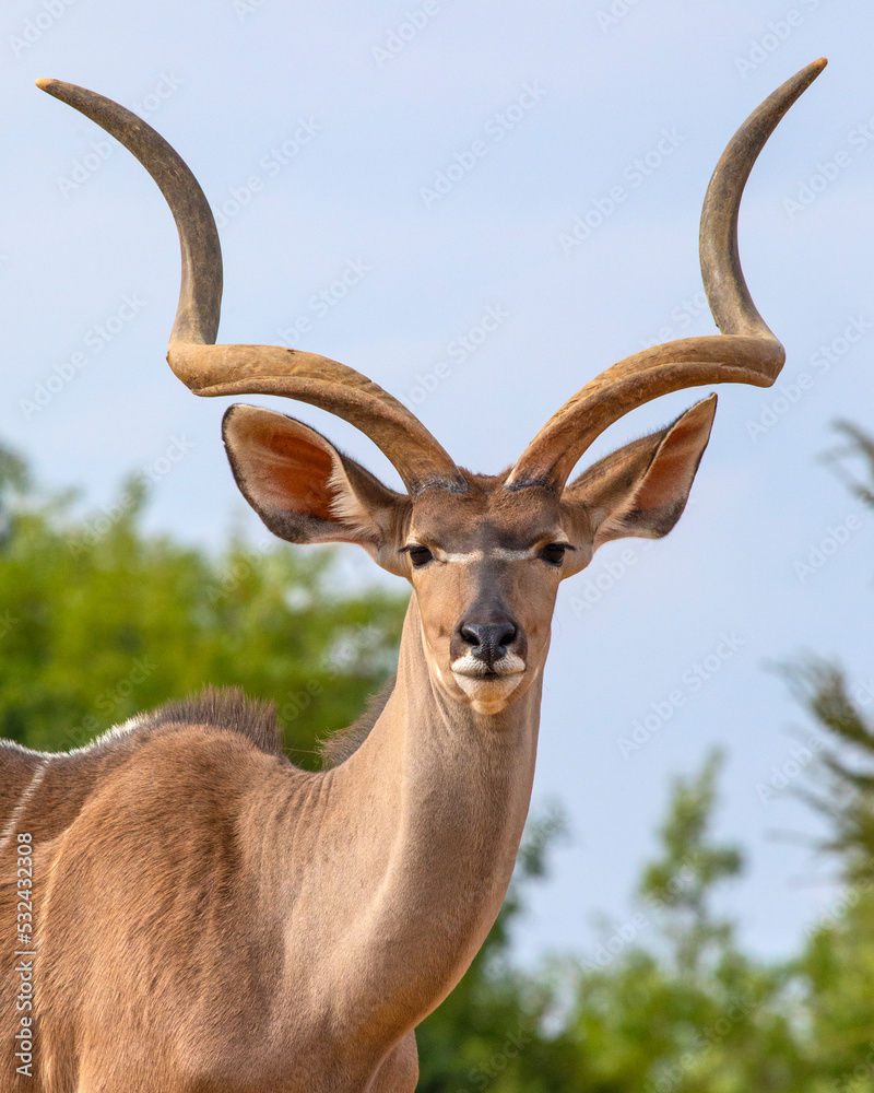 Fototapeta premium Greater Kudu