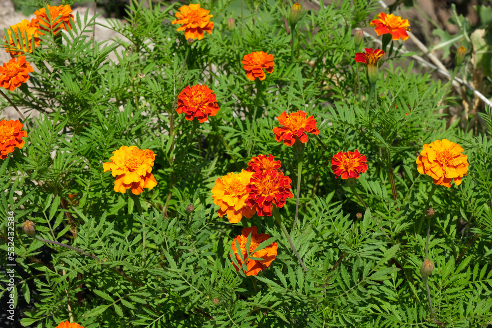 Close up of beautiful Marigold flower (Tagetes erecta, Mexican, Aztec or .French marigolds backgroundAfrican marigold) in the garden