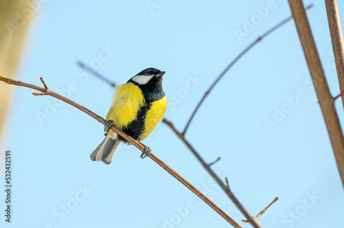 A yellow and black Great Tit on a treee twig, in winter, near by the Dnieper river in Kiev, Ukraine