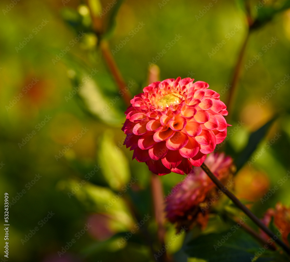 angiosperms, asteraceae, asterales, asterids, asteroideae, beautiful, belgium, bloom, blooming, blossom, botanic, botanical, botany, bushy, colorful, compositae, coreopsideae, dahlia, dahlia flower, d angiosperms, asteraceae, asterales, asterids, asteroideae, beautiful, belgium, bloom, blooming, blossom, botanic, botanical, botany, bushy, colorful, compositae, coreopsideae, dahlia, dahlia flower, d