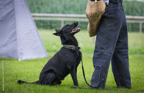 malinois dog gets schooling