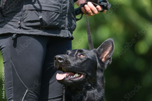 black malinois looks to teacher
