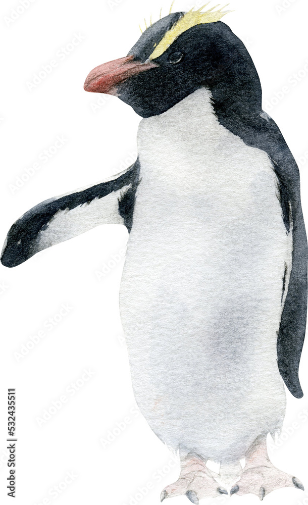 Hand-drawn watercolor erect-crested penguin illustration isolated on
