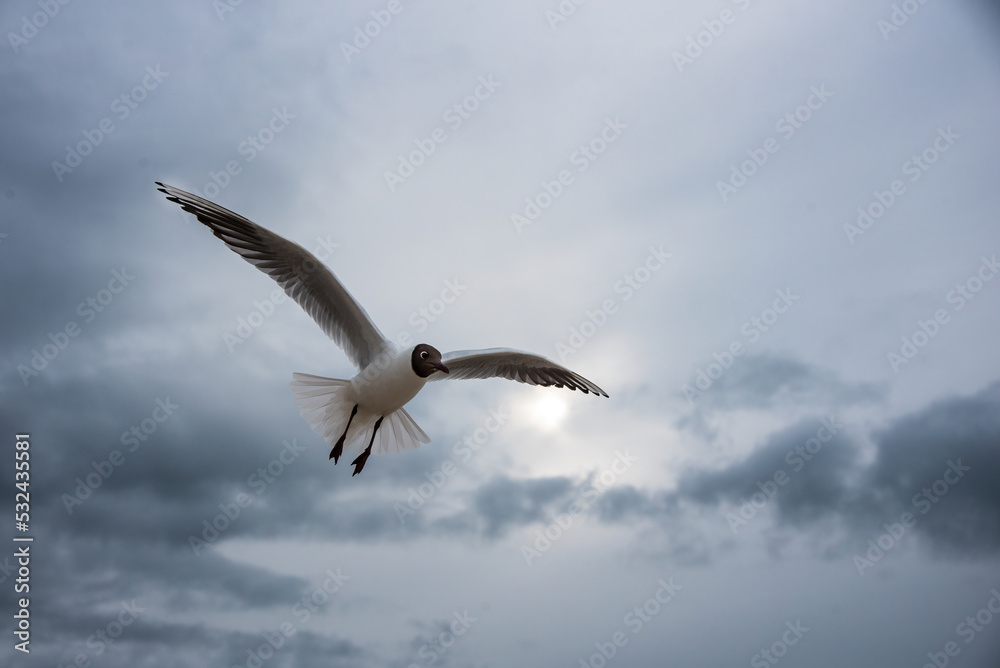 seagull flying in the sky. Black-headed gull.