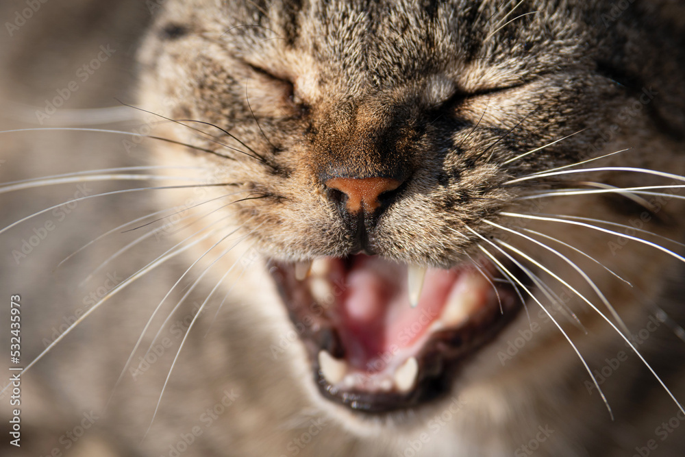 Yawning lazy cat shows its fangs