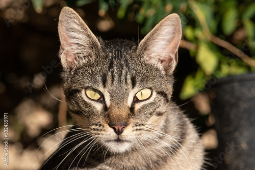 Portrait of cat looking at the camera