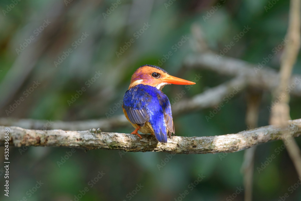 Fototapeta premium Malachite Kingfisher on a branch with isolated green background