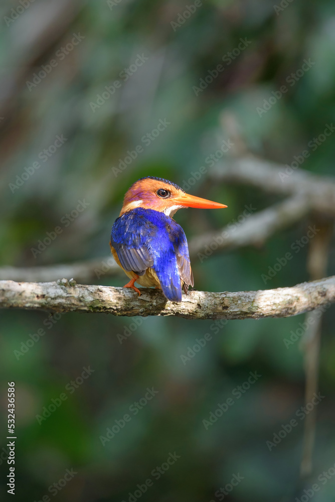 Obraz premium malachite kingfisher on branch