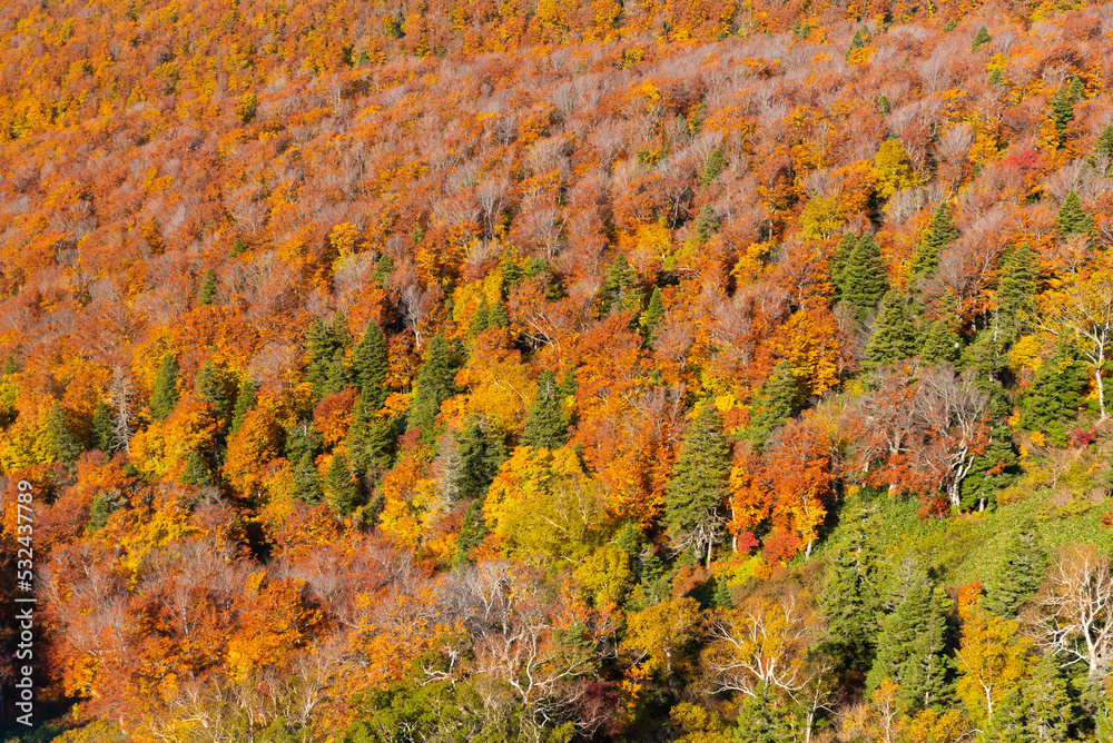 Autumn leaf season in Japan Autumn leaf season in Japan