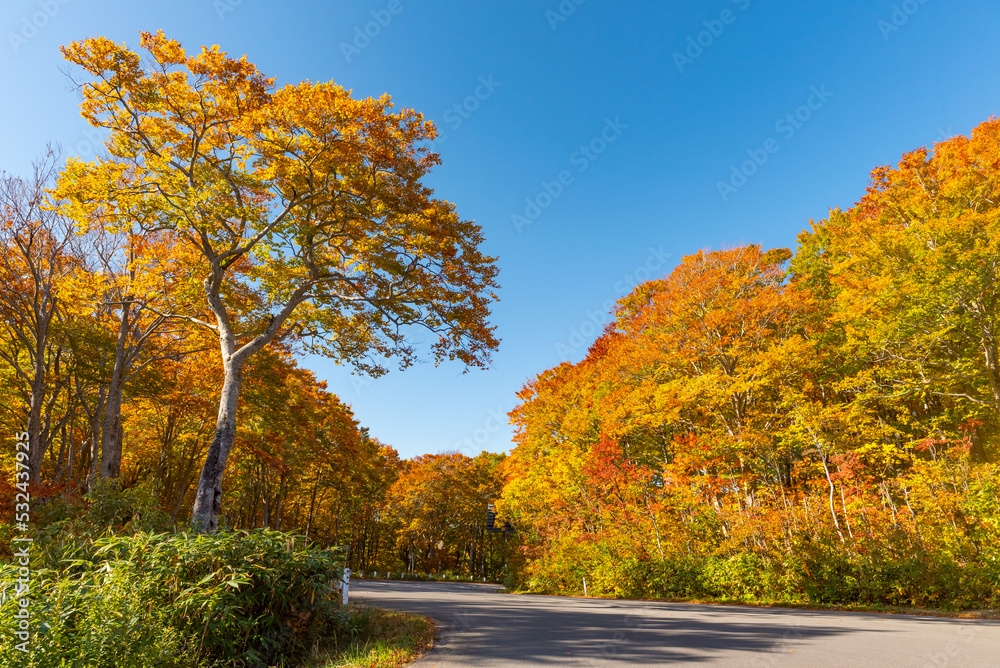 Autumn leaf season in Japan