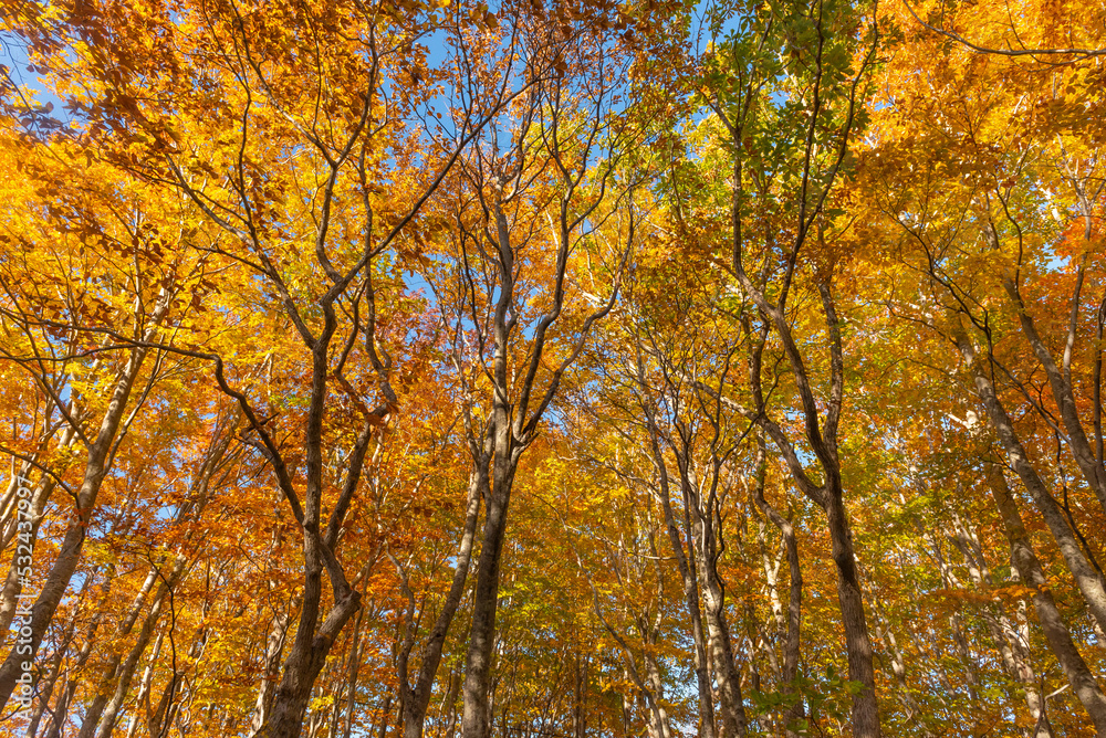 Autumn leaf season in Japan