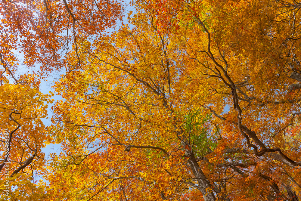 Autumn leaf season in Japan Autumn leaf season in Japan