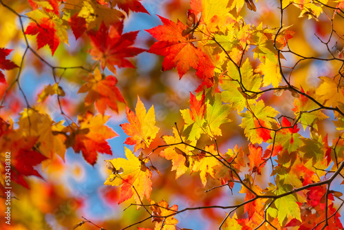 Autumn leaf season in Japan © shirophoto