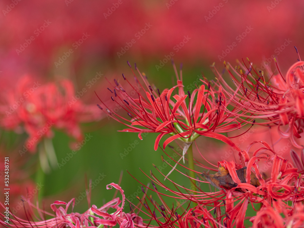 満開の曼珠沙華 日高市巾着田 9月 満開の曼珠沙華 日高市巾着田 9月
