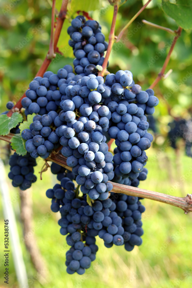Fototapeta premium Reif für die Weinernte