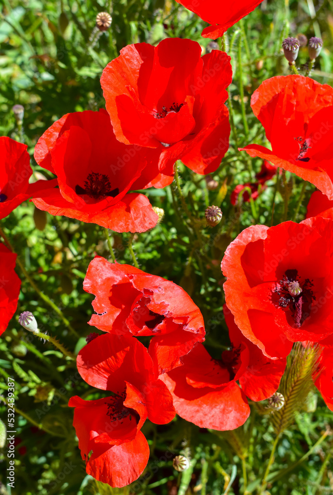 Papaver rhoeas (Common poppy)