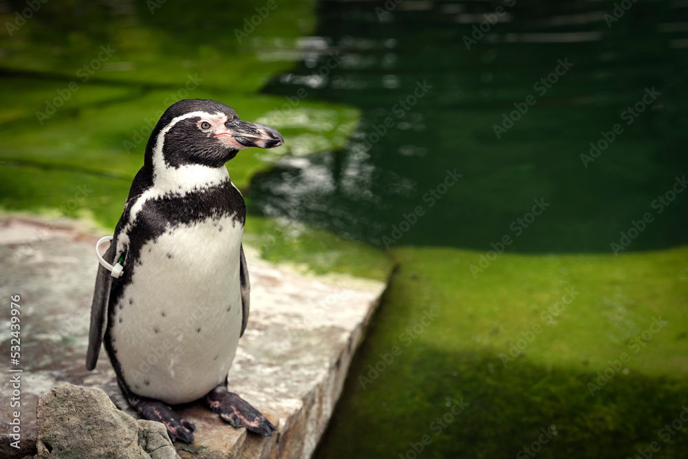 Naklejka premium Humboldt Penguin standing by a green pond in ZOO Zlín, Czech Republic
