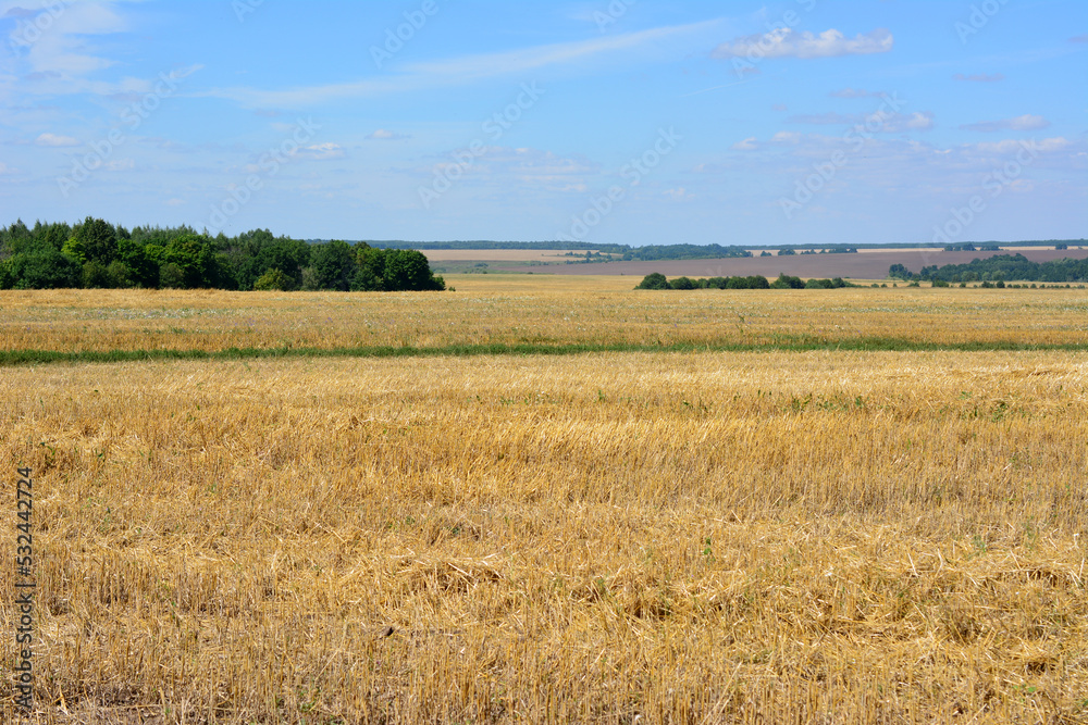 agricultural field after combine harvesting with blue sky on horizon