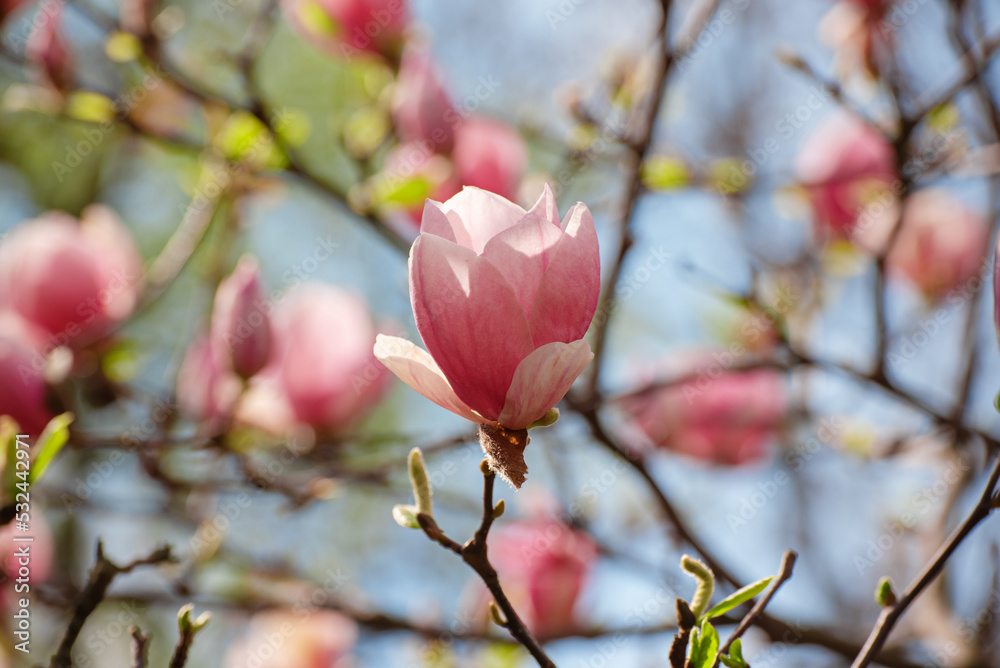 Magnolia spring flowers Magnolia spring flowers