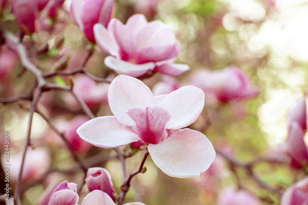 Magnolia spring flowers Magnolia spring flowers