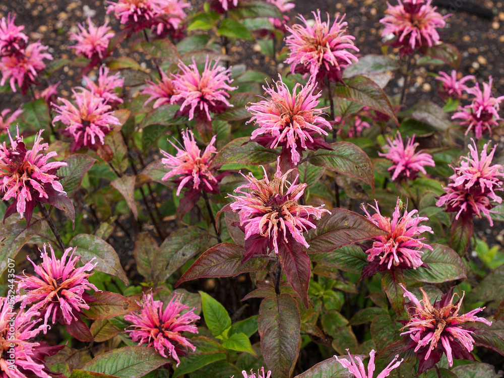 Fototapeta premium Monarda - Staude des Jahres 2023