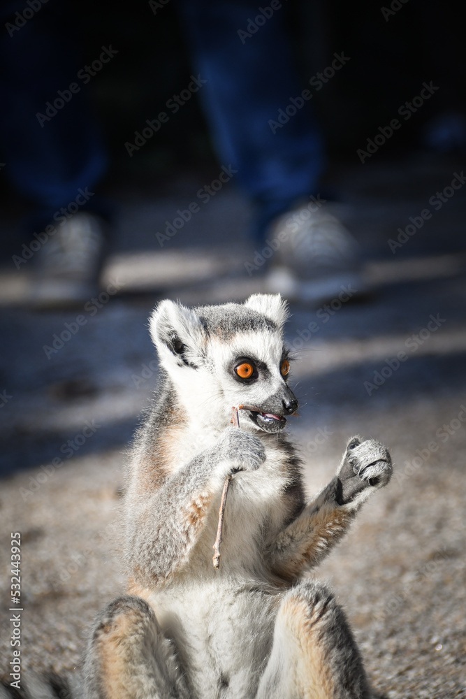 Fototapeta premium Lemur Kata is eating some grass whitch he found on the floor.