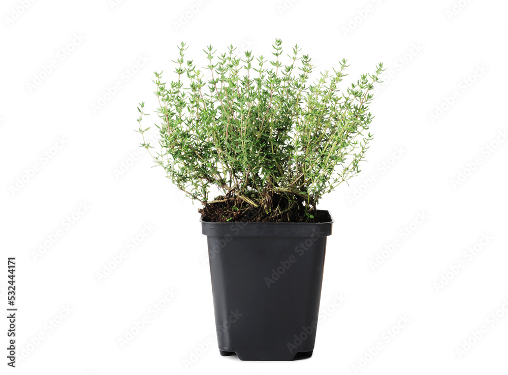 Fresh thyme isolated on white background Fresh thyme isolated on white background