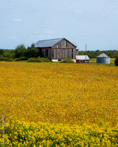 yellow soybean field with barn in background