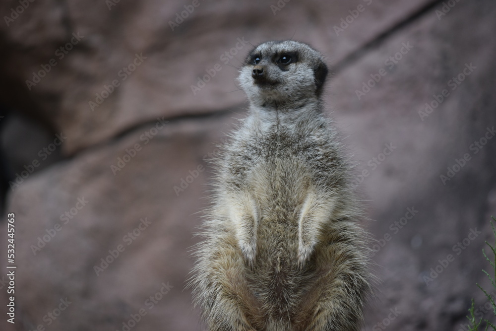 DETALLE DE SURIKATA SURICATA MEERKAT MAMIFERO ANIMAL Stock Photo 