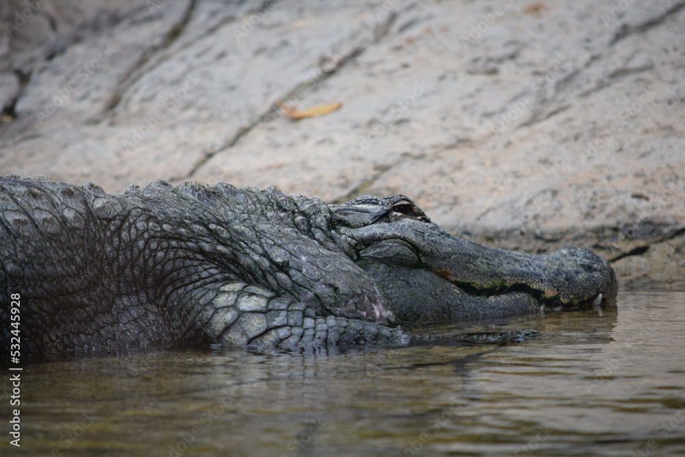 COCODRILO, CAIMAN, ALIGATOR, DESCANSANDO. COCODRILO, CAIMAN, ALIGATOR, DESCANSANDO.