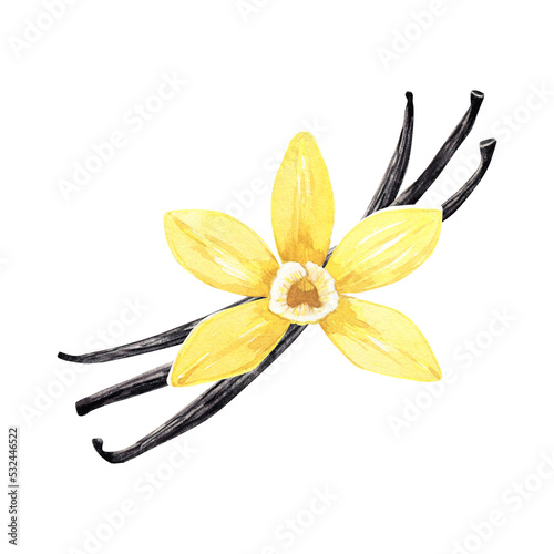 Watercolor yellow vanilla flower with pods. Illustration of blooming flower and dried beans. Hand drawn isolated flavor ingredient for recipe, label, packaging design.