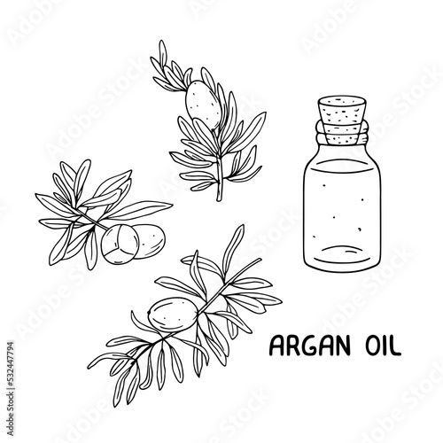 Argan fruit, leaves and oil sketch