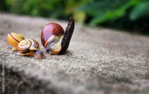 Small snails on a stone