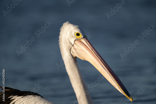 Pelican headshot
