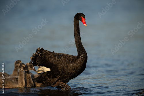 Black swan mother photo